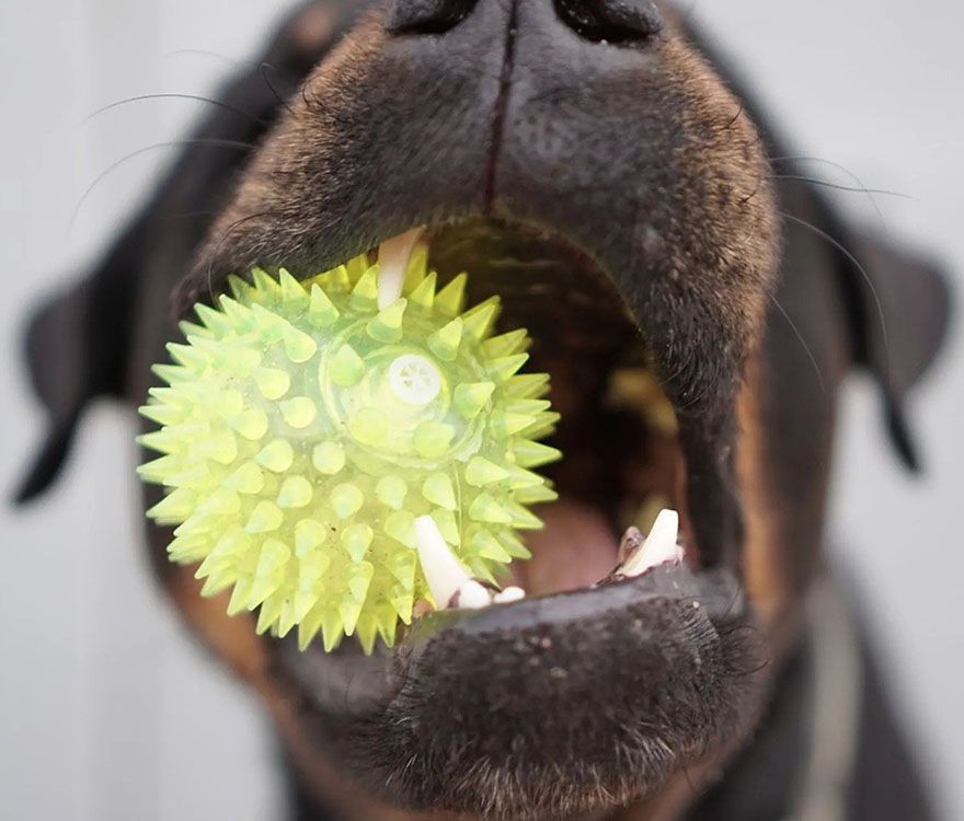 Dog with ball in its mouth