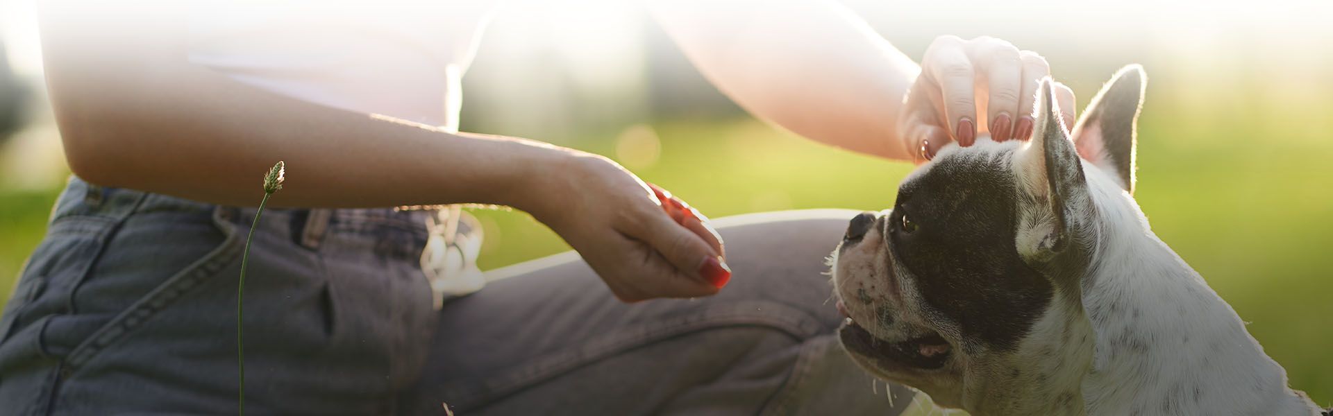 Unrecognizable woman training french bulldog park