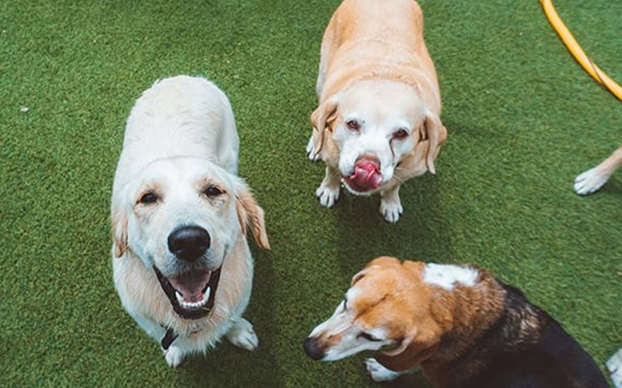 dogs playing in dog daycare at windmill veterinary center