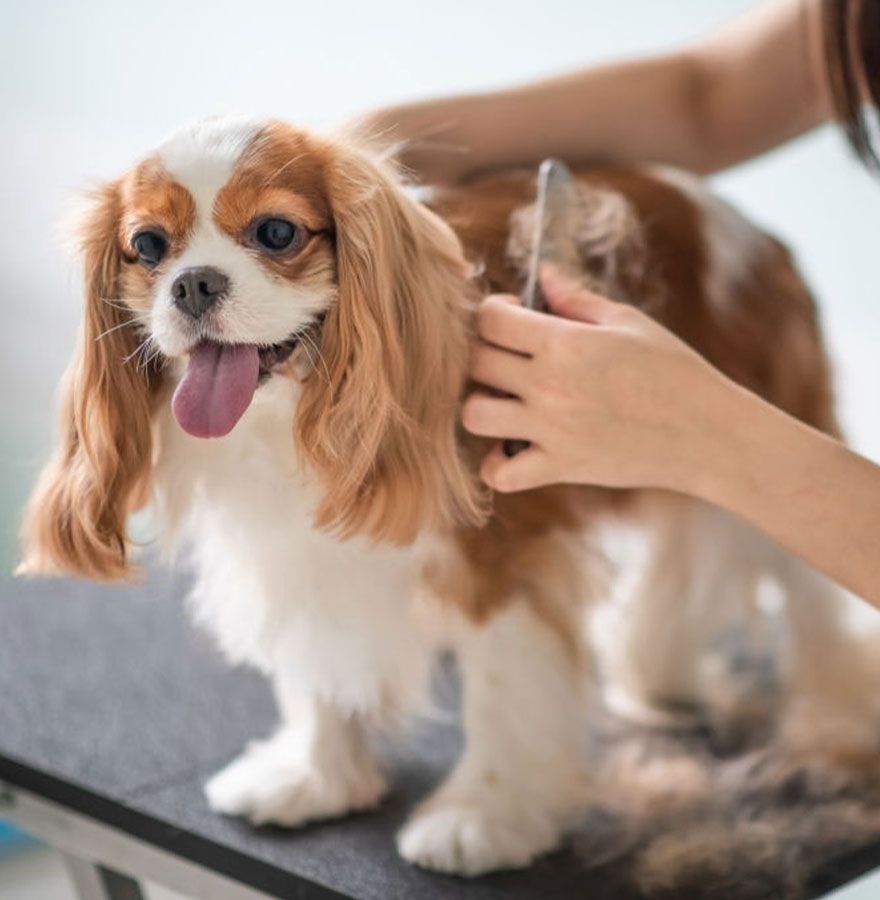 pet groomer brushing happy dog at windmill veterinary center