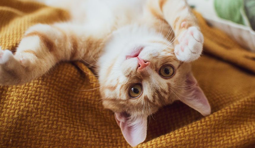 short hair orange cat lying down looking at the camera