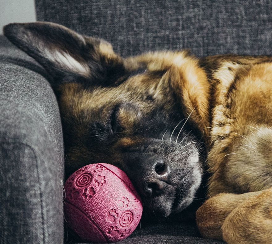 german shepherd dog sleeping with pink ball on gray couch at home