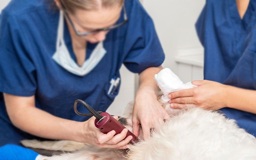 veterinarian in a blue coat shaving a dog for a surgical procedure at windmill veterinary center